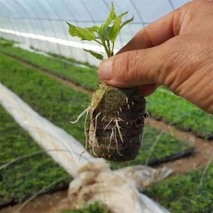 kaufsy | Kinderernährungsblock