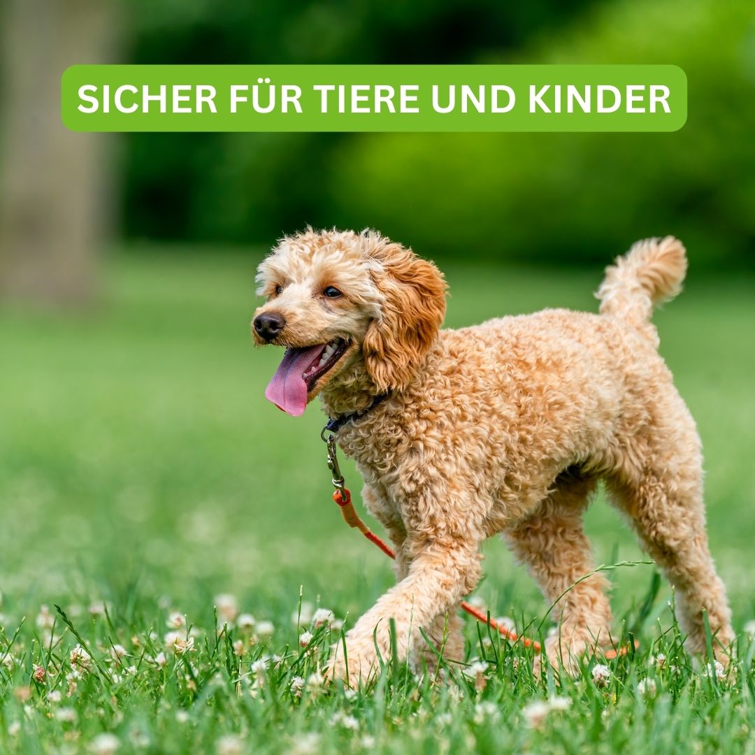 Turbogras - für gesunden und schnellwachsenden Rasen inkl. Gratis eBook für nachhaltige Gartenpflege