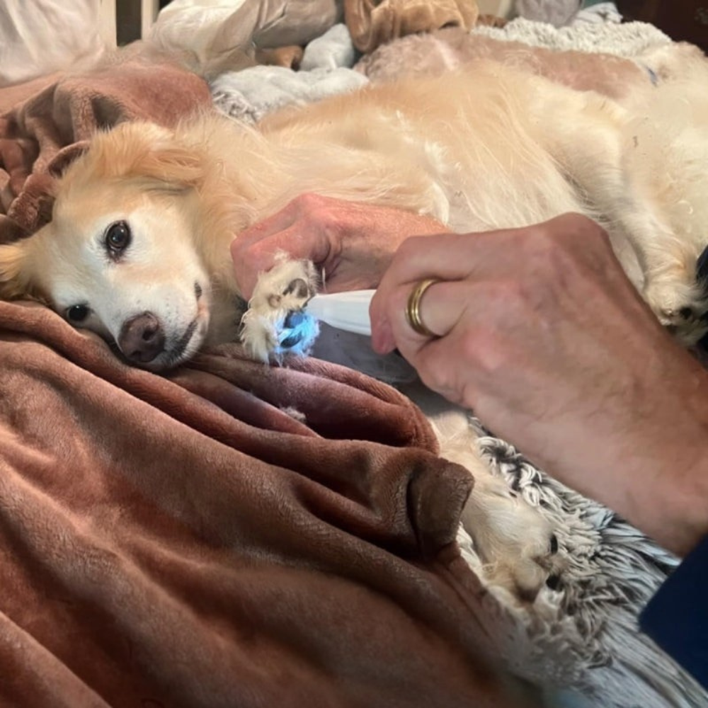 Wiederaufladbarer Haarschneider, leise, Tierpflege, Trimmer