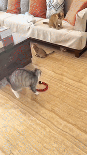 kaufsy | Smart Sensing Schwierige Schlange Spielzeug