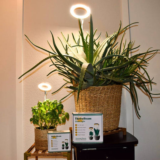 kaufsy - Pflanzenlicht für Zuhause